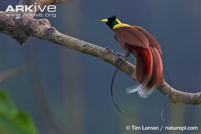 &#91;-HOT-&#93; INDONESIA Punya Burung Dari SURGA (Bird Of Paradise)