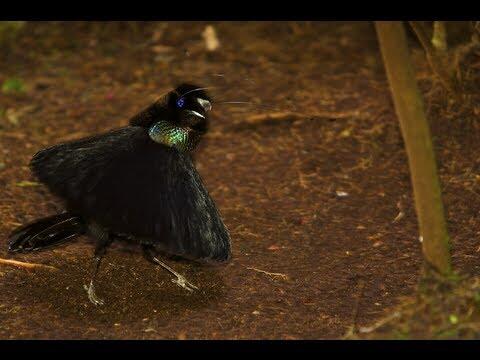 &#91;-HOT-&#93; INDONESIA Punya Burung Dari SURGA (Bird Of Paradise)