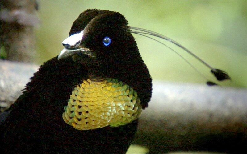 &#91;-HOT-&#93; INDONESIA Punya Burung Dari SURGA (Bird Of Paradise)