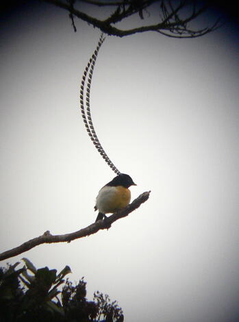 &#91;-HOT-&#93; INDONESIA Punya Burung Dari SURGA (Bird Of Paradise)