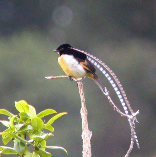 &#91;-HOT-&#93; INDONESIA Punya Burung Dari SURGA (Bird Of Paradise)