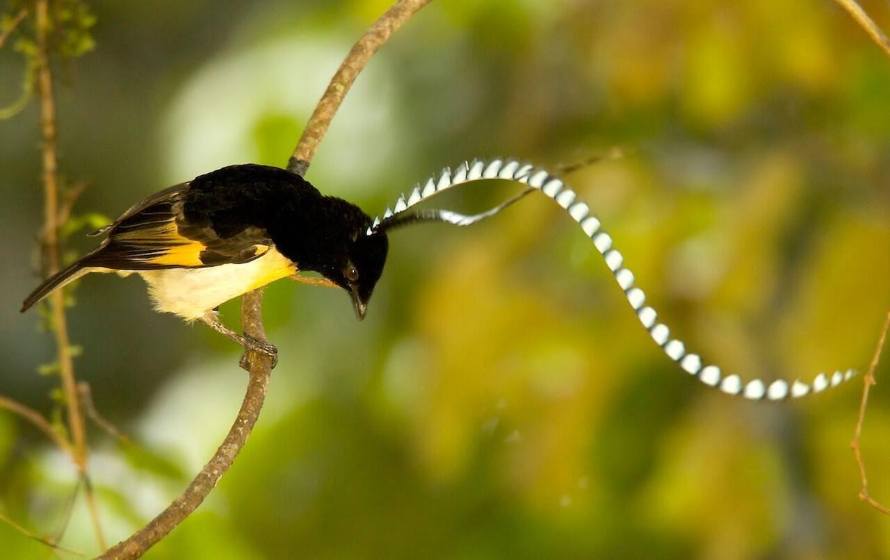 &#91;-HOT-&#93; INDONESIA Punya Burung Dari SURGA (Bird Of Paradise)