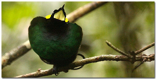 &#91;-HOT-&#93; INDONESIA Punya Burung Dari SURGA (Bird Of Paradise)