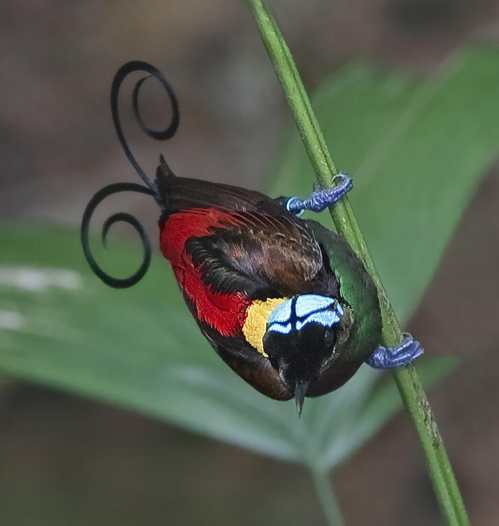 &#91;-HOT-&#93; INDONESIA Punya Burung Dari SURGA (Bird Of Paradise)