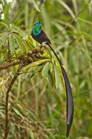 &#91;-HOT-&#93; INDONESIA Punya Burung Dari SURGA (Bird Of Paradise)