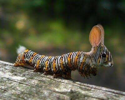 Foto Binatang Hasil Sotoshop!! KEREN GAN