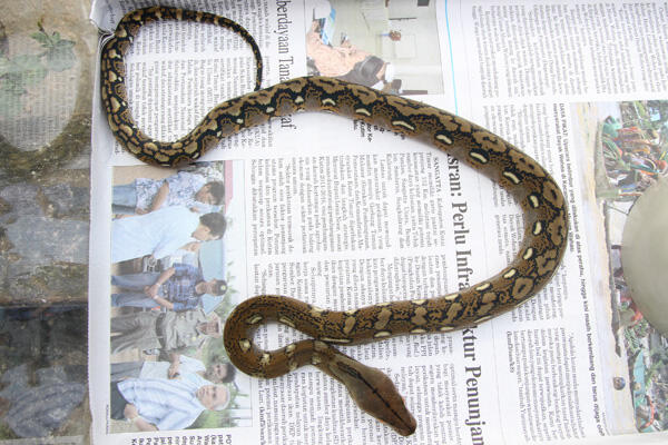 Retic Borneo, Molu Dwarf, Carpet Python Stripe (edisi pensiun main reptile)