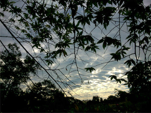 Mobile Photography