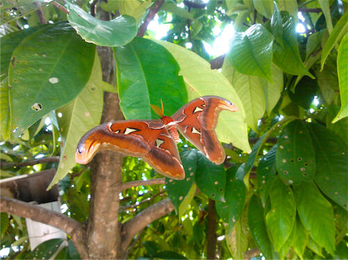 Mobile Photography