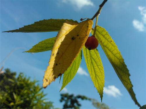 Mobile Photography