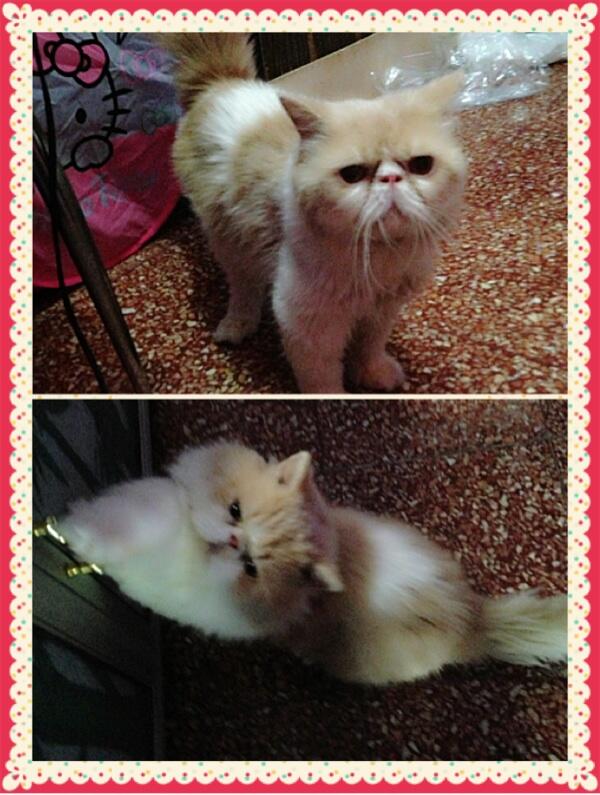 Pacak kucing persia peaknose murah