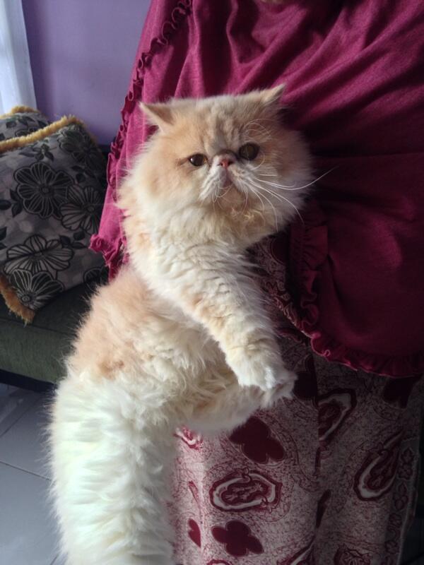 Pacak kucing persia peaknose murah