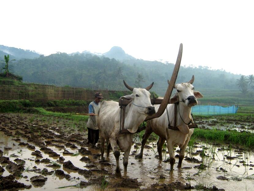 MEMBAJAK SAWAH NIH