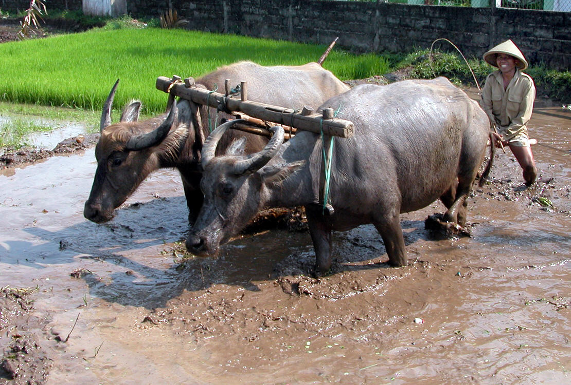 MEMBAJAK SAWAH NIH