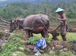 MEMBAJAK SAWAH NIH