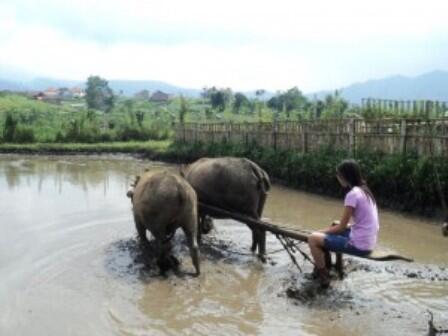 MEMBAJAK SAWAH NIH