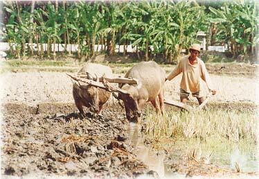 MEMBAJAK SAWAH NIH