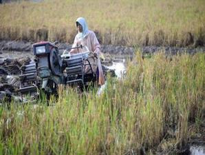 MEMBAJAK SAWAH NIH