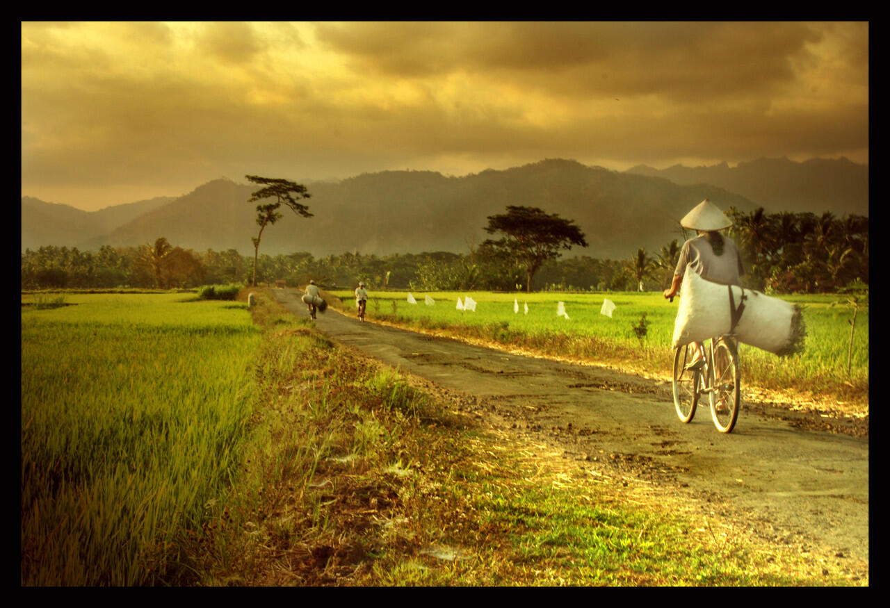 MEMBAJAK SAWAH NIH