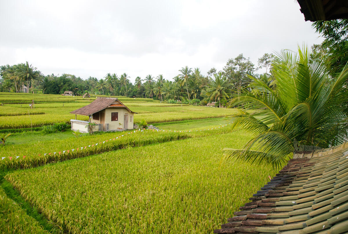 MEMBAJAK SAWAH NIH