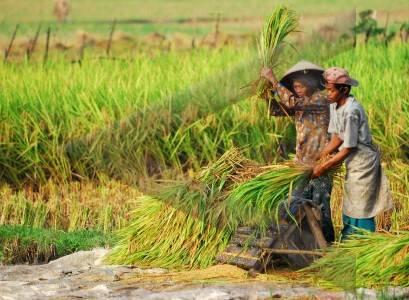 MEMBAJAK SAWAH NIH