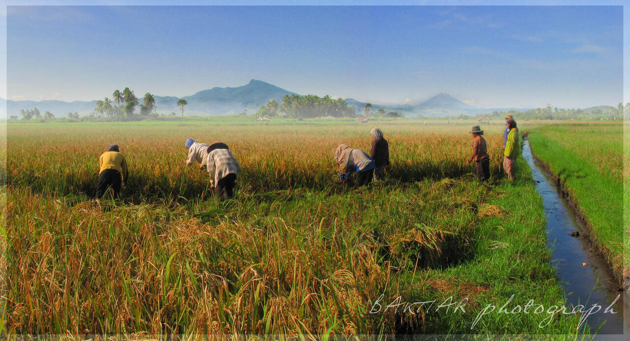 MEMBAJAK SAWAH NIH