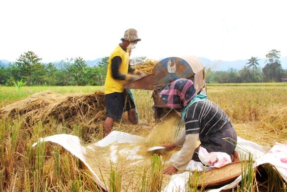 MEMBAJAK SAWAH NIH