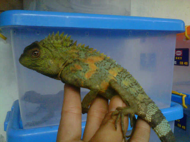 forest dragon
