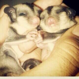 Dijual SUGAR GLIDER JOEY CB MURAH FRESH DR INDUKAN ( JAKARTA ONLY )