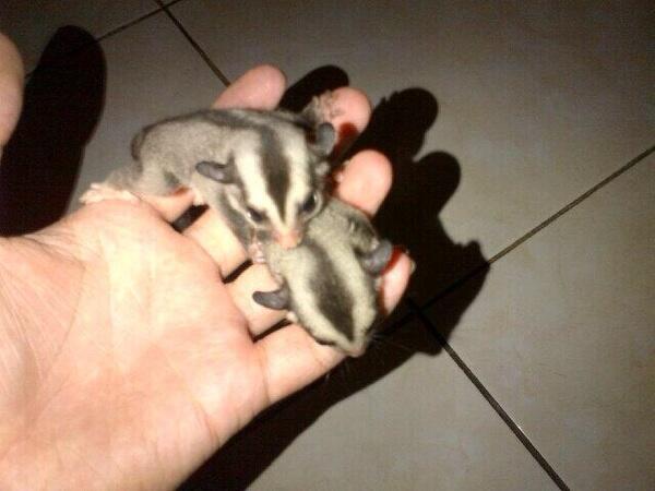 Dijual SUGAR GLIDER JOEY CB MURAH FRESH DR INDUKAN ( JAKARTA ONLY )