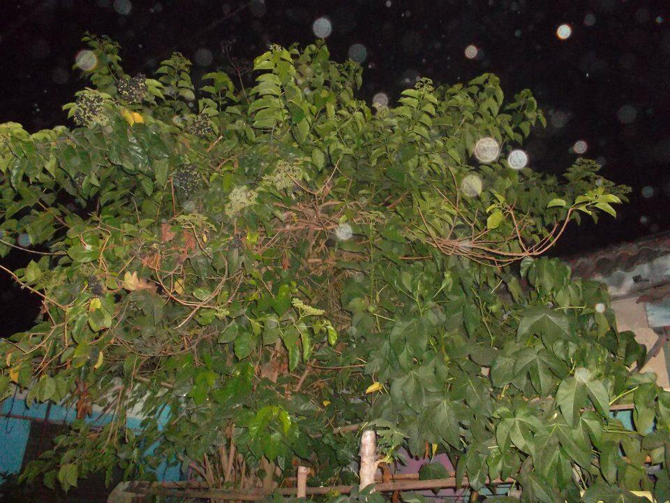 Nih gann Penampakan ORBS di rumah ane 
