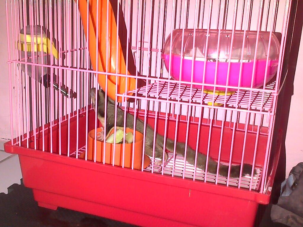 Sugar Glider 4 bulan + Kandang komplit Onli Rp. 500.000