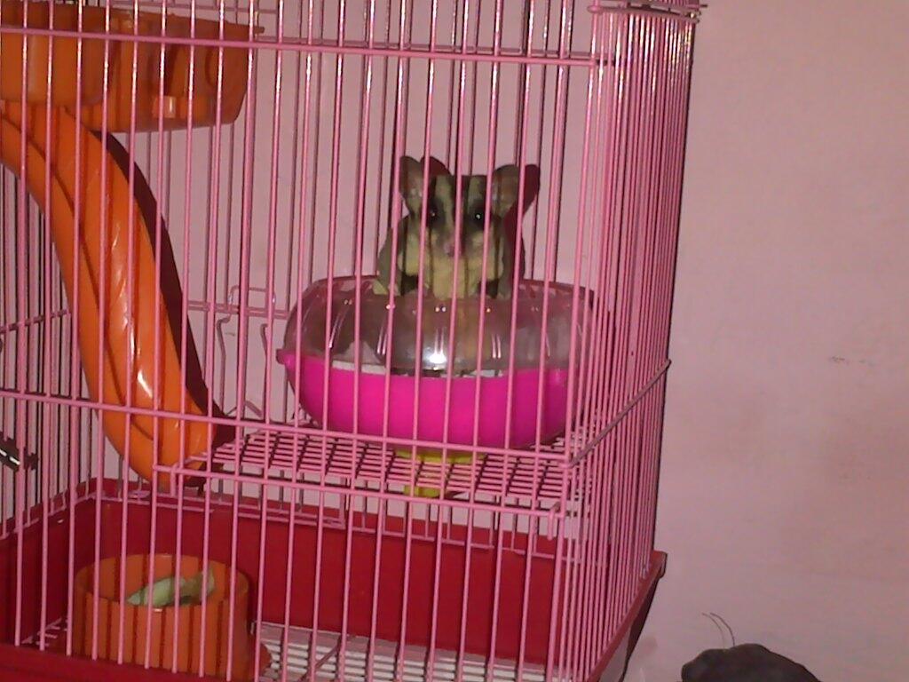 Sugar Glider 4 bulan + Kandang komplit Onli Rp. 500.000