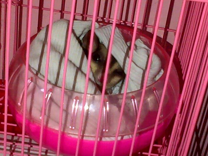 Sugar Glider 4 bulan + Kandang komplit Onli Rp. 500.000