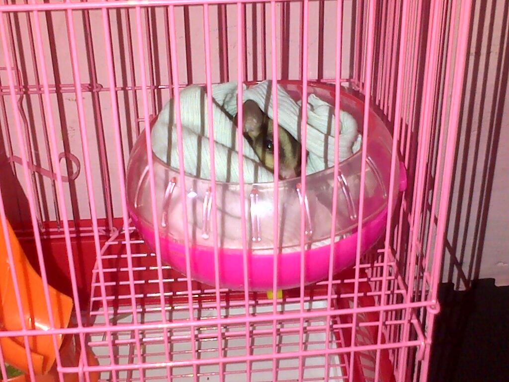 Sugar Glider 4 bulan + Kandang komplit Onli Rp. 500.000