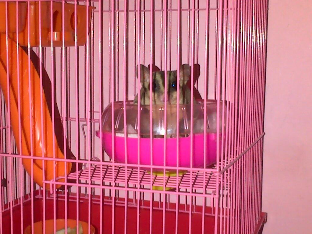 Sugar Glider 4 bulan + Kandang komplit Onli Rp. 500.000