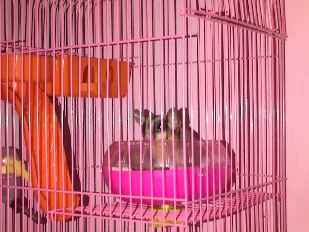 Sugar Glider 4 bulan + Kandang komplit Onli Rp. 500.000