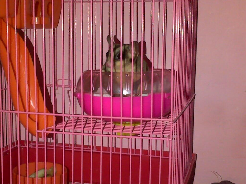Sugar Glider 4 bulan + Kandang komplit Onli Rp. 500.000