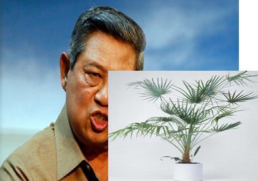 Menutupi gambar SBY, Jokowi disurati SBY untuk pindahkan pohon