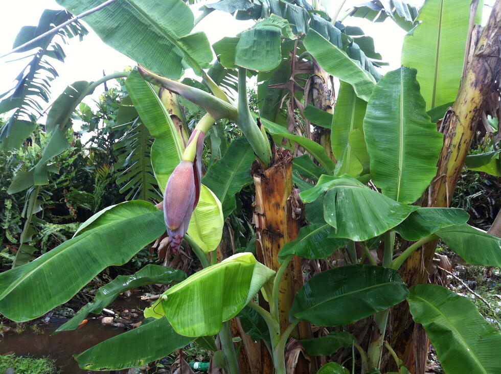 Pohon Pisang Berbuah Dua Kaleee