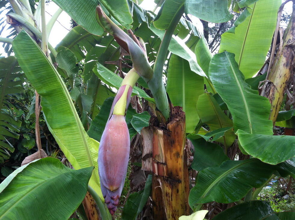 Pohon Pisang Berbuah Dua Kaleee