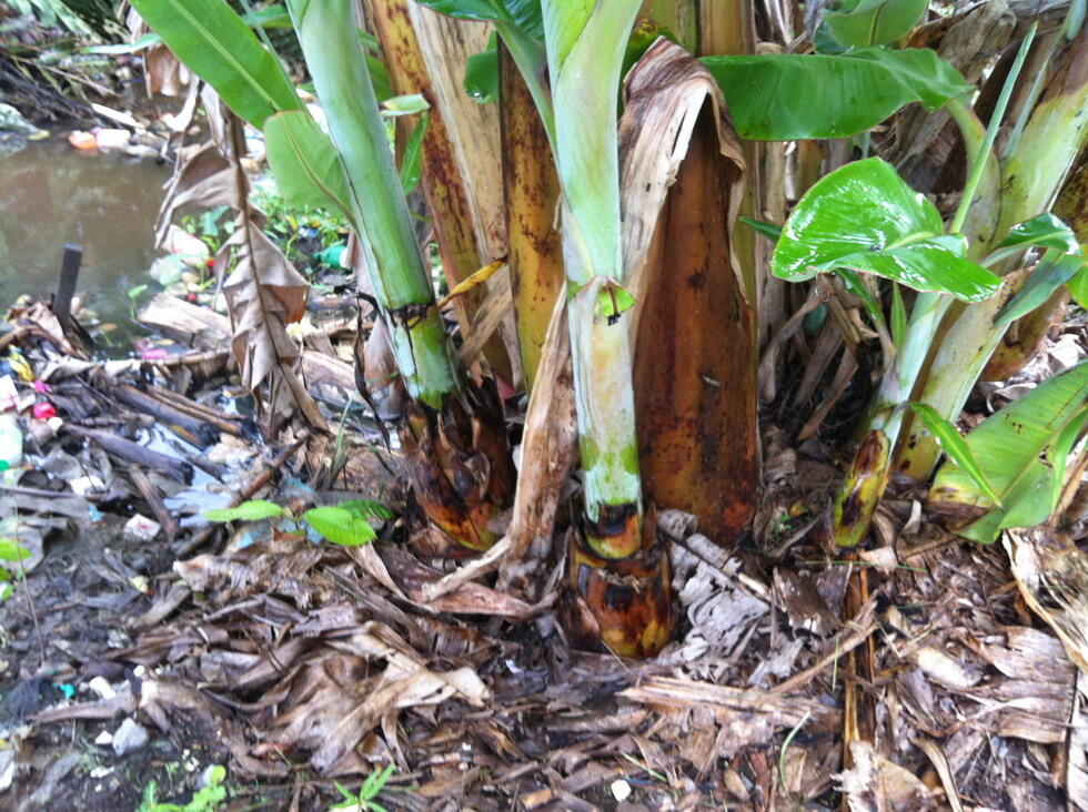 Pohon Pisang  Berbuah Dua Kaleee KASKUS