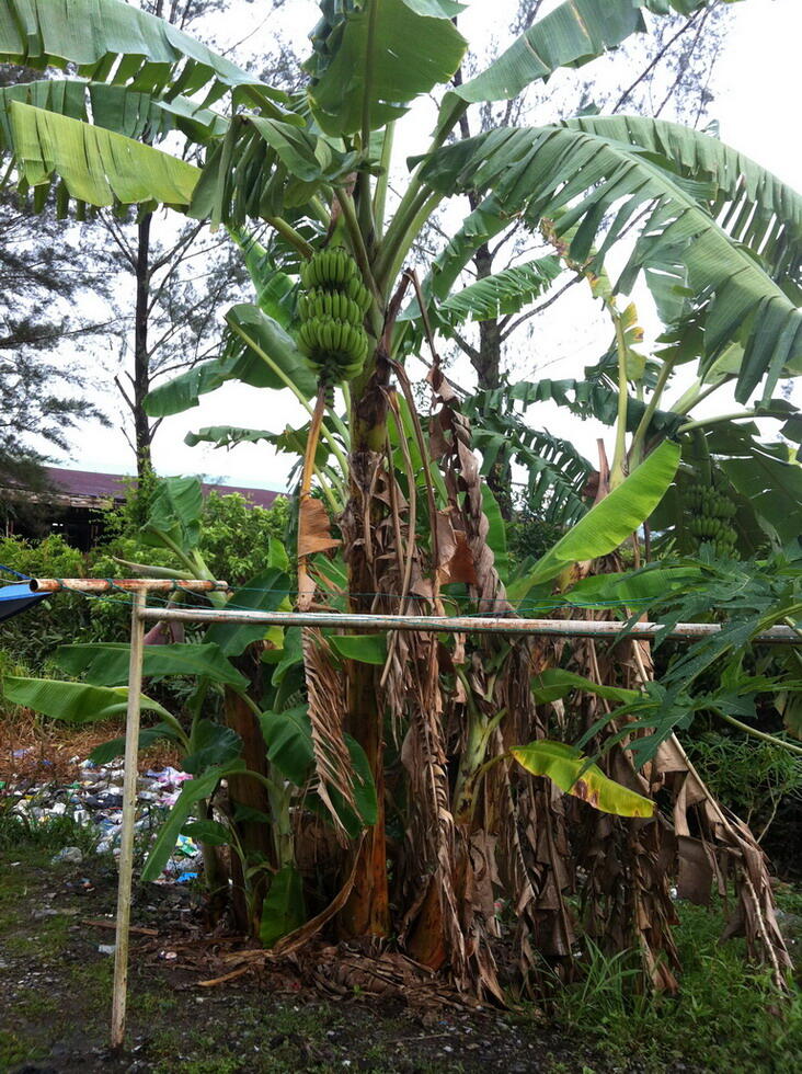 Pohon Pisang Berbuah Dua Kaleee