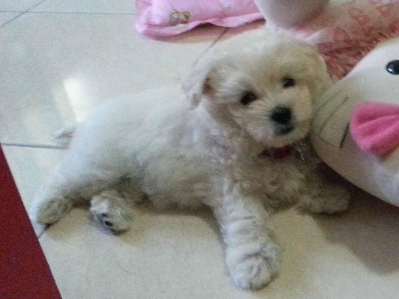 Puppy Maltese Di Jual cepat