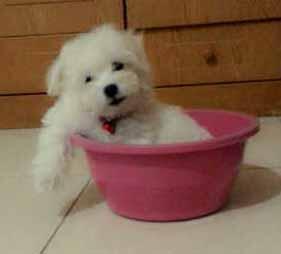 Puppy Maltese Di Jual cepat