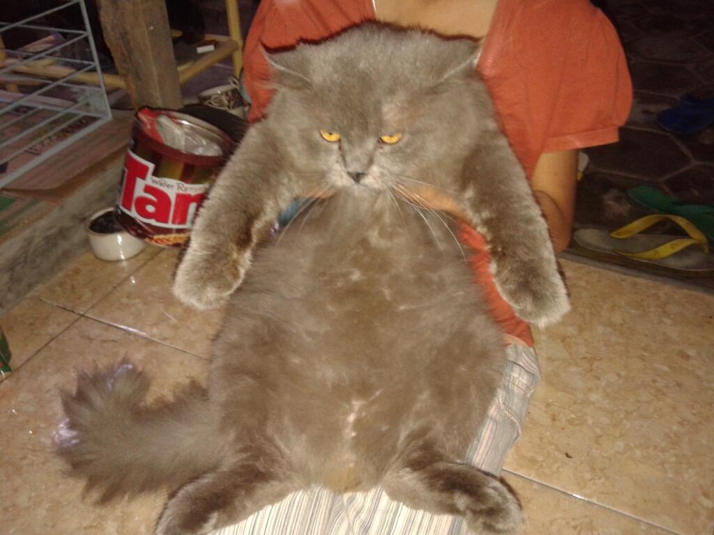 JUAL KUCING PERSIA INDUKAN JANTAN