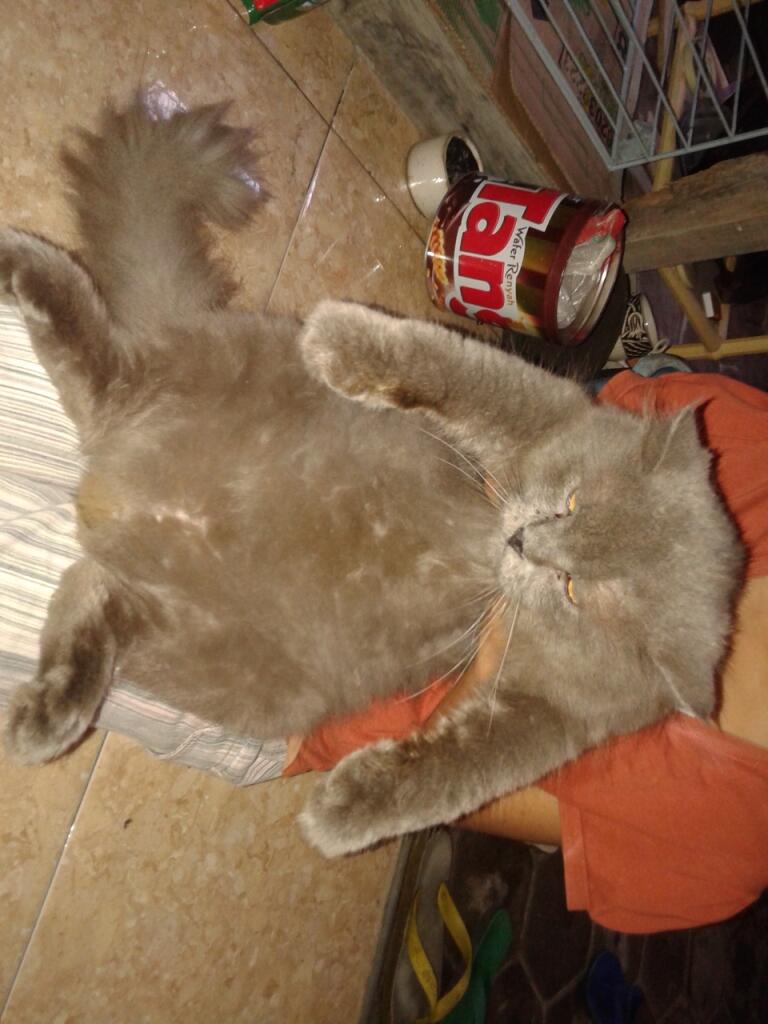 JUAL KUCING PERSIA INDUKAN JANTAN