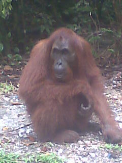kaskus-image