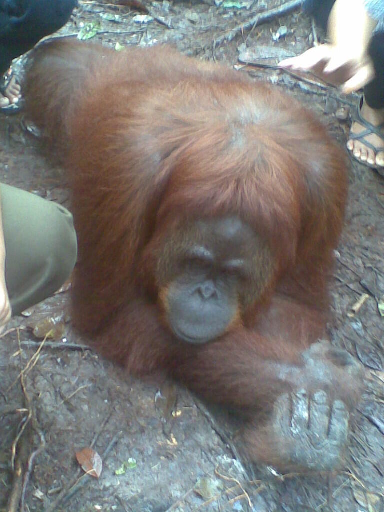 kaskus-image