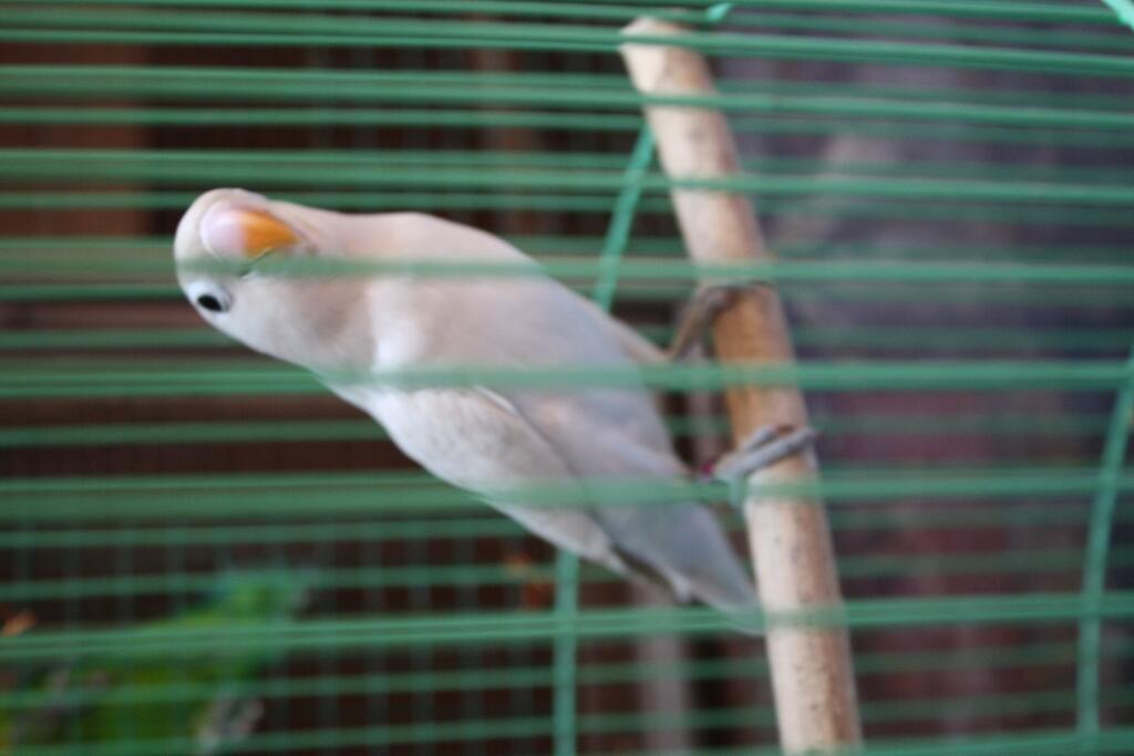  Gambar Ampuh Menghasilkan Anakan Lovebird Pasvio Daffa 